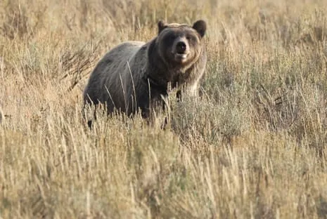 Trail Walker Assaulted by Bear in Yellowstone Transported to Hospital