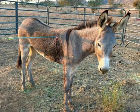 Donkey On the Mend After Recent Projectile Strike on Free-Roaming Asses in California
