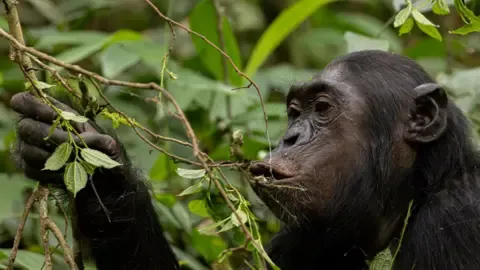 Apes Ingesting a Daily Dose of a Beer Daily from Overripe Fruits, Study Shows