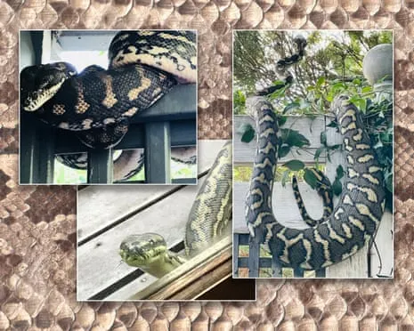 Accepting the Reptiles in My Ceiling: A Journey from Anxiety to Fascination