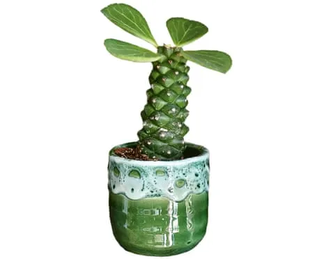 Will My Euphorbia Once Again Grow Leaves Again?