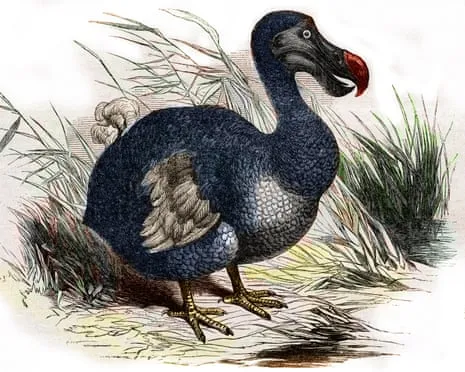 Experts State They’ve Made a ‘Major Breakthrough’ in Resurrecting the Dodo for the Very First Occasion in 300 Years